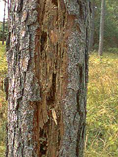 carpantloblolly.JPG (65364 bytes)