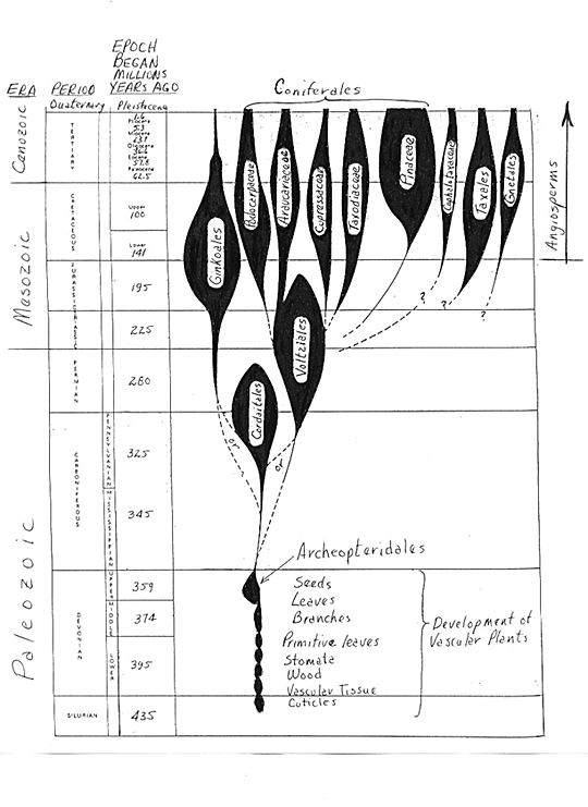 coniferevolution.gif (85548 bytes)