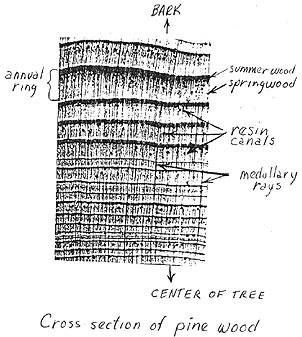 crossection-pinewood.jpg (25301 bytes)