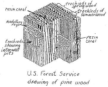 drawing-pinewood.jpg (27691 bytes)