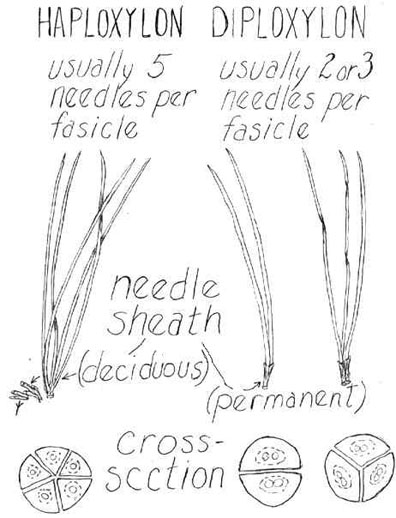 drawingneedles.jpg (27892 bytes)