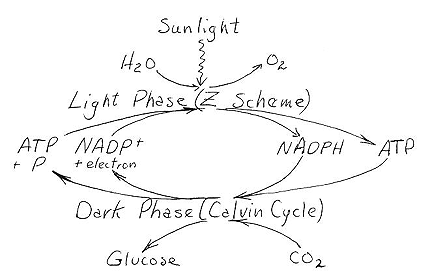 psyn-3.gif (20662 bytes)