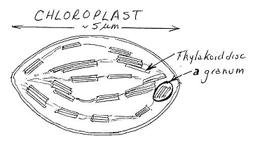 psyn-4.gif (24190 bytes)