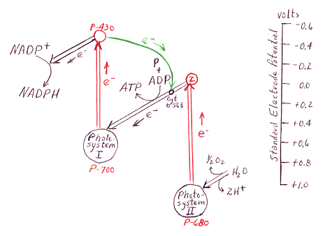 psyn-7.gif (18787 bytes)