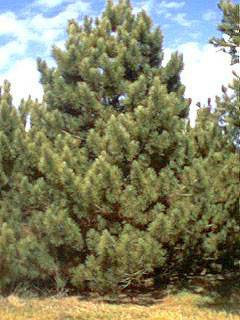 resinosa.JPG (36985 bytes)