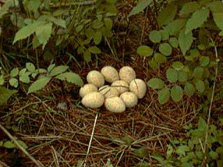 turkeynest.JPG (43531 bytes)