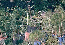 villardnurs.jpg (23101 bytes)