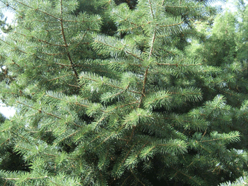 Abies bracteata