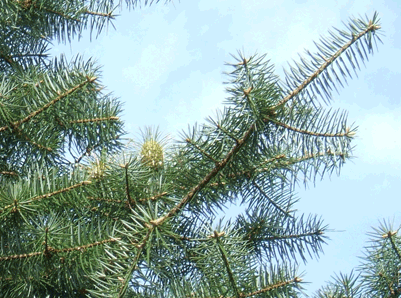 Abies bracteata