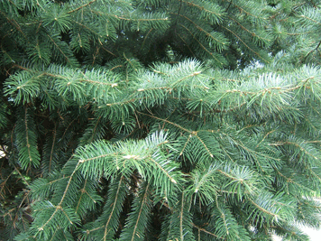 Abies bracteata