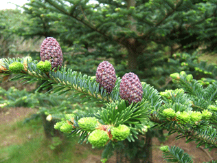 Abies fraseri