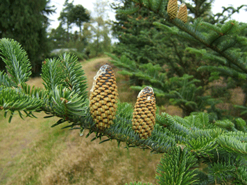 Abies fraseri