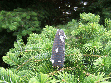 Abies homolepis