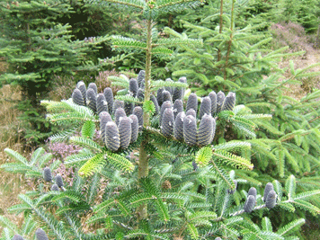 Abies koreana
