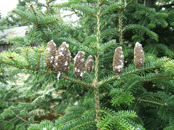 Abies balsamea phanerolepis