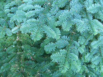 Abies procera
