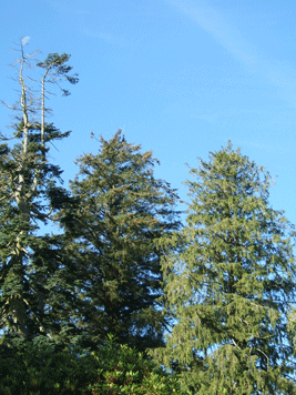 Abies procera