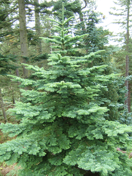 Abies procera