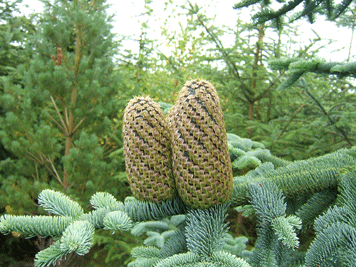 Abies procera