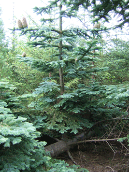 Abies procera