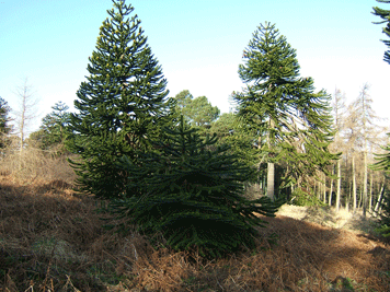 Araucaria araucana