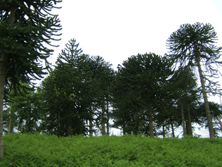 Araucaria araucana