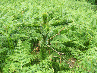 Araucaria araucana