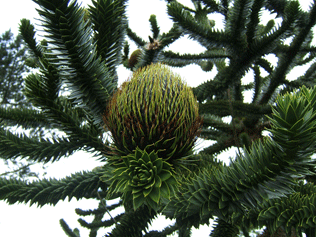 Araucaria araucana
