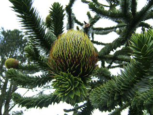 Araucaria araucana
