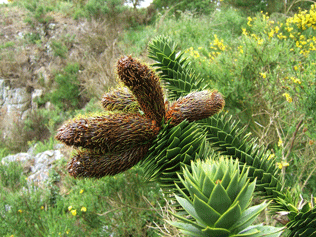 Araucaria araucana