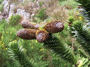 Araucaria araucana
