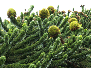 Araucaria araucana