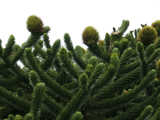 Araucaria araucana