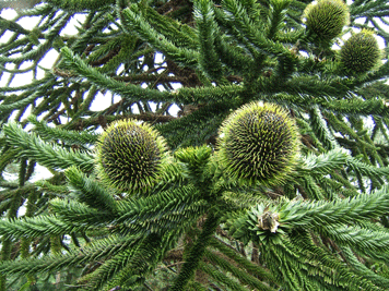 Araucaria araucana