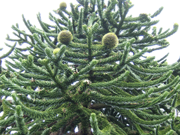Araucaria araucana