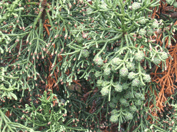 Athrotaxis cupressoides