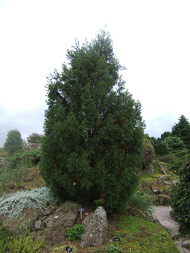 Athrotaxis cupressoides