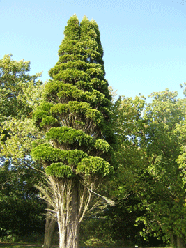 Calocedrus decurrens