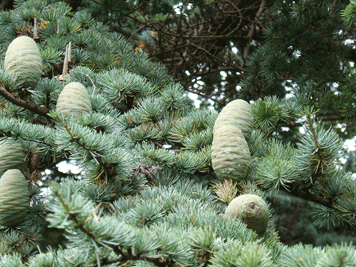 Cedrus atlantica
