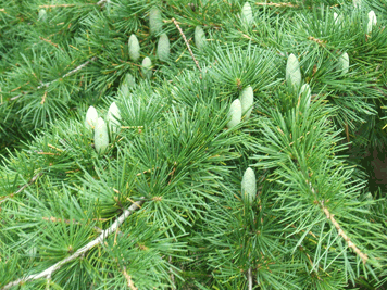 Cedrus deodara