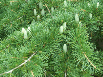 Cedrus deodara