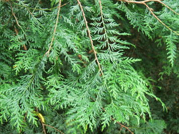 Chamaecyparis formosensis