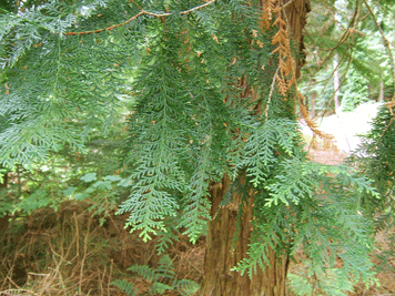 Chamaecyparis obtusa