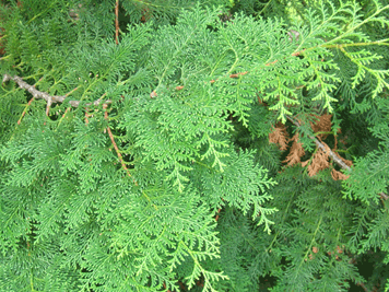 Chamaecyparis obtusa
