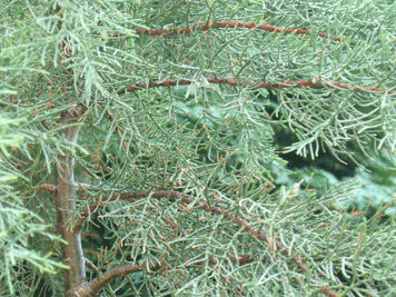 Cupressus bakeri