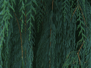 Cupressus cashmeriana