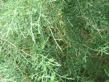 Cupressus duclouxiana