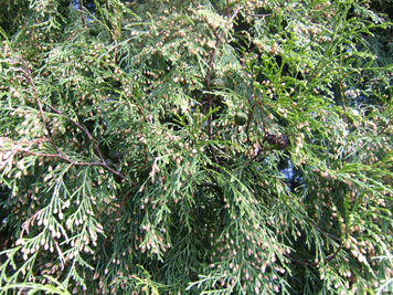 Cupressus funebris