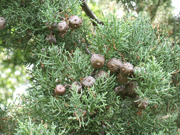 Cupressus glabra
