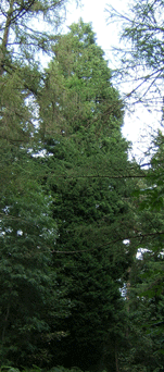 Cupressus x leylandii